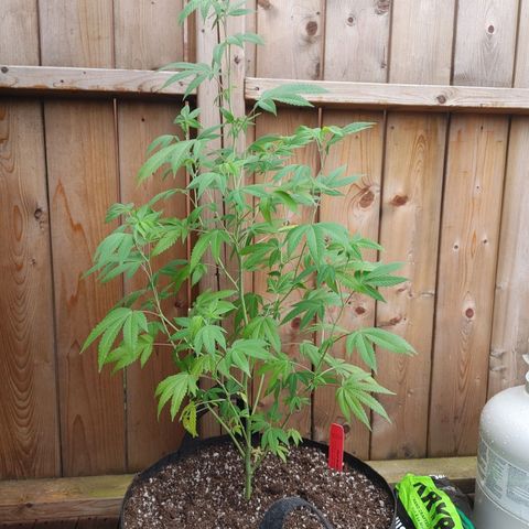 Colin OG RBX - Fem. (My First Outdoor Grow) growlog photo: Right after transplantation, and changing environment.