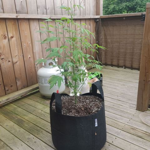 Colin OG RBX - Fem. (My First Outdoor Grow) growlog photo: Day 3 after transplantation