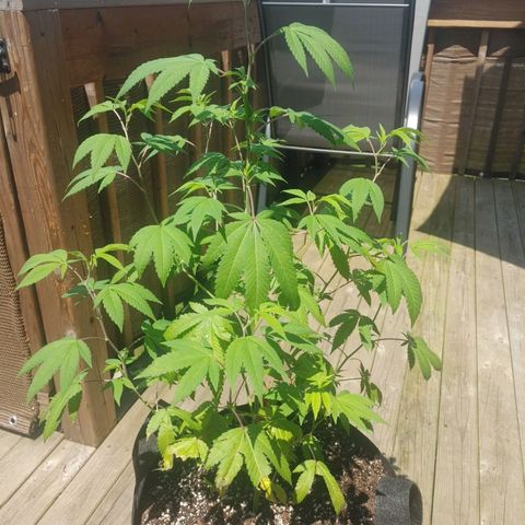 Colin OG RBX - Fem. (My First Outdoor Grow) growlog photo: Left Babies unattended last night and she turned Coleen into a salad for herself.