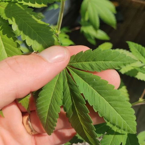 Colin OG RBX - Fem. (My First Outdoor Grow) growlog timeline photo
