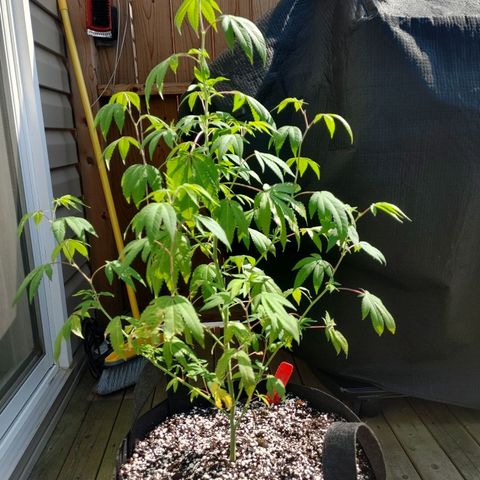 Colin OG RBX - Fem. (My First Outdoor Grow) growlog photo: Has experienced 2 days of 30+ weather. Potentially underwatered. Signs of potential bugs (black dots, white marks)?