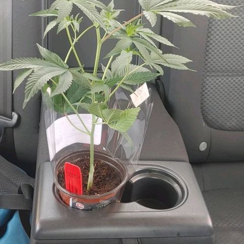 Colin OG RBX - Fem. (My First Outdoor Grow) growlog timeline photo