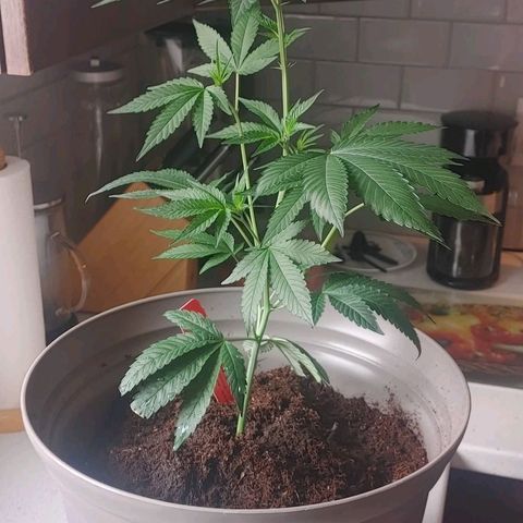 Colin OG RBX - Fem. (My First Outdoor Grow) growlog timeline photo