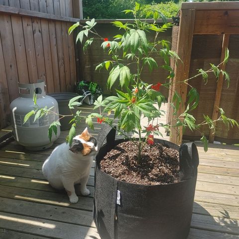 Colin OG RBX - Fem. (My First Outdoor Grow) growlog photo: After I placed the LST clips