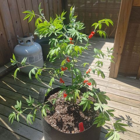 Colin OG RBX - Fem. (My First Outdoor Grow) growlog photo: Placed plastic 90 degree LST clip on top-middle branch