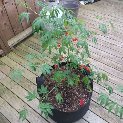 Colin OG RBX - Fem. (My First Outdoor Grow) growlog timeline photo