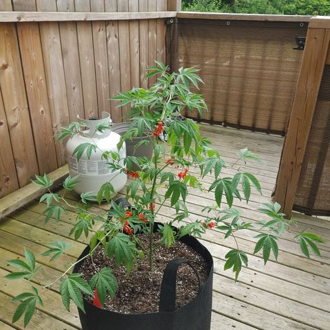 Colin OG RBX - Fem. (My First Outdoor Grow) growlog photo: She seems to be recovering well since I high and low stressed trained. It rained today so I haven't watered her. Some leaves are wilting, so i'm going to wait for it to dry before thoroughly watering it again.