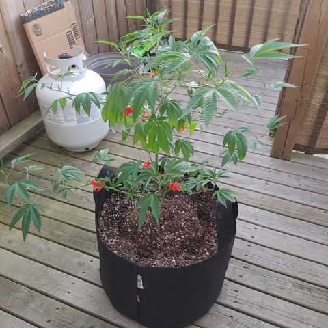 Colin OG RBX - Fem. (My First Outdoor Grow) growlog timeline photo