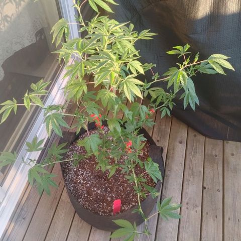 Colin OG RBX - Fem. (My First Outdoor Grow) growlog photo: Much more foliage!