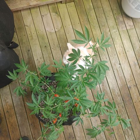 Colin OG RBX - Fem. (My First Outdoor Grow) growlog photo: Noticed a lot more growth since low and high stress training.