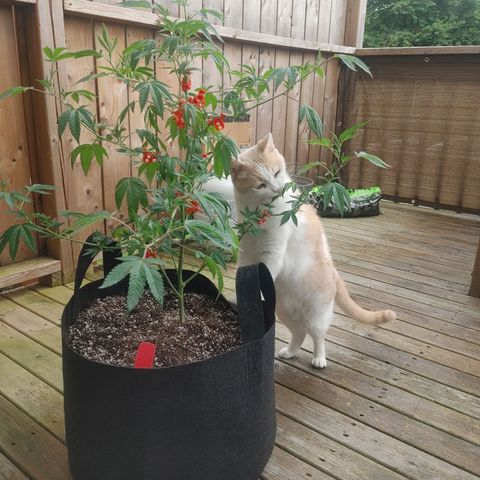 Colin OG RBX - Fem. (My First Outdoor Grow) growlog timeline photo