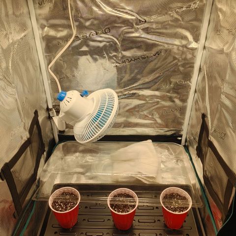 Sugar Cane - Fem. (Plant #2) growlog photo: Temporary fix for humidity issues. Getting a 'loaner' humidifier tomorrow (until mine arrives in the mail). 