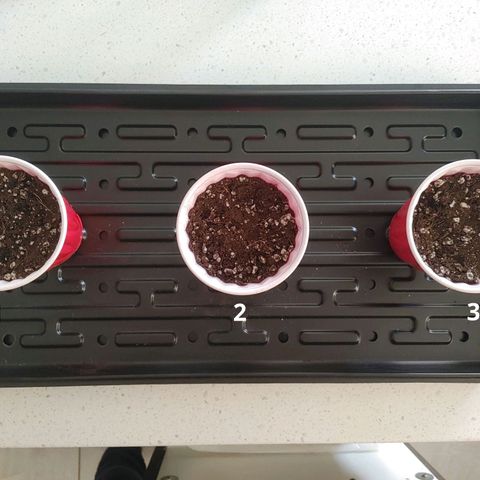 Sugar Cane - Fem. (Plant #2) growlog photo: Placed seeds in Kryptonite soil.