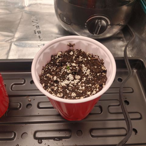 Sugar Cane - Fem. (Plant #3) growlog photo: The seed with the smallest root is the first to sprout! Could it be that the placement of the fan and humidifier is in such a way that this seed benefited?