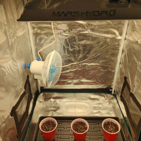 Sugar Cane - Fem. (Plant #2) growlog photo: Placed tray inside grow tent. Temporary issues with humidity.