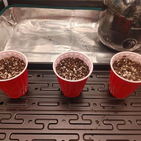 Sugar Cane - Fem. (Plant #2) growlog photo: Only #3 has sprouted.