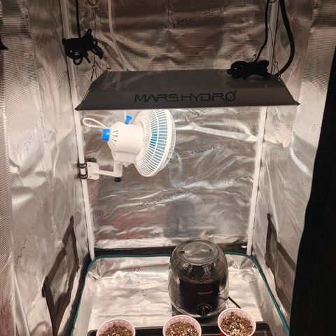 Sugar Cane - Fem. (Plant #2) growlog timeline photo