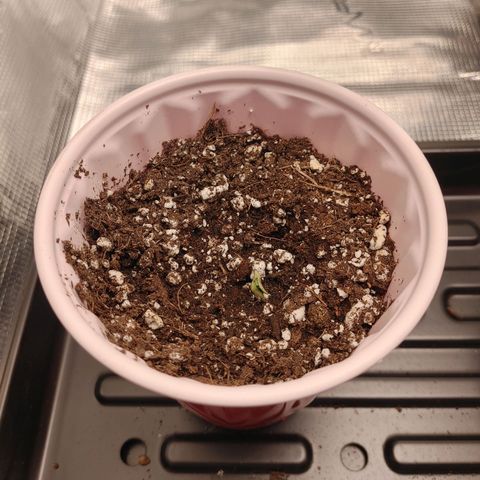 Sugar Cane - Fem. (Plant #1) growlog photo: We have growth! Keeping fingers crossed!