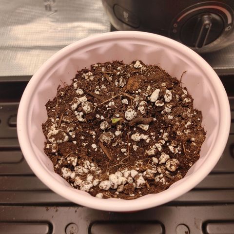 Sugar Cane - Fem. (Plant #2) growlog photo: We have growth! Keeping fingers crossed!