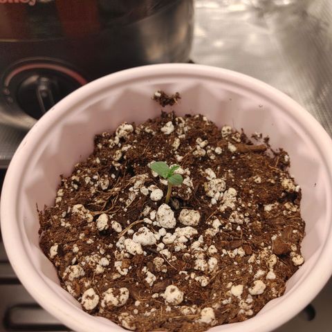 Sugar Cane - Fem. (Plant #3) growlog photo: She has sprouted her true leaves, marking her transition into the seedling stage!