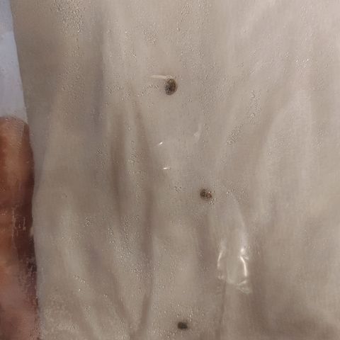 Sugar Cane - Fem. (Plant #2) growlog photo: The seeds after 24 hours of being in the Ziplock.