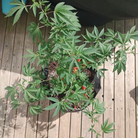 Colin OG RBX - Fem. (My First Outdoor Grow) growlog photo: She is looking much larger than a week before. I'm confident this is the result of the nutrients I added last week.