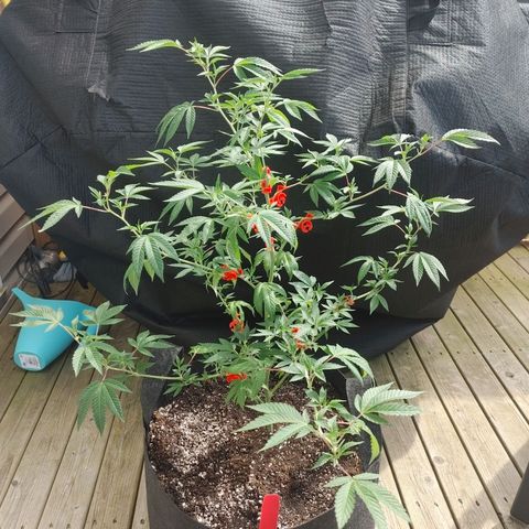 Colin OG RBX - Fem. (My First Outdoor Grow) growlog photo: She is looking much larger than a week before. I'm confident this is the result of the nutrients I added last week.