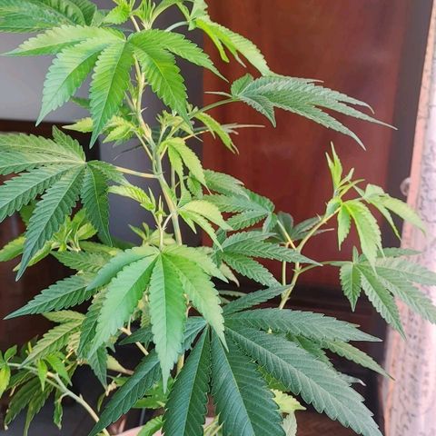 Colin OG RBX - Fem. (My First Outdoor Grow) growlog timeline photo
