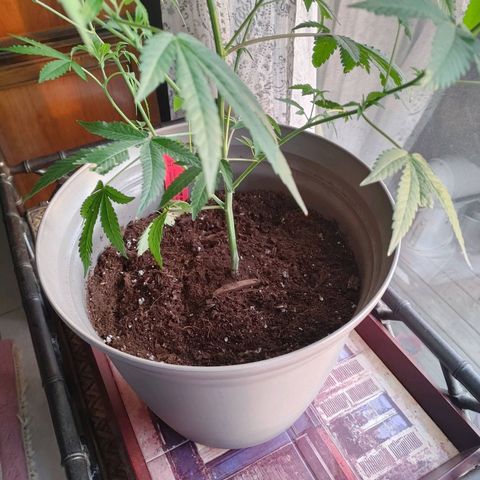 Colin OG RBX - Fem. (My First Outdoor Grow) growlog timeline photo