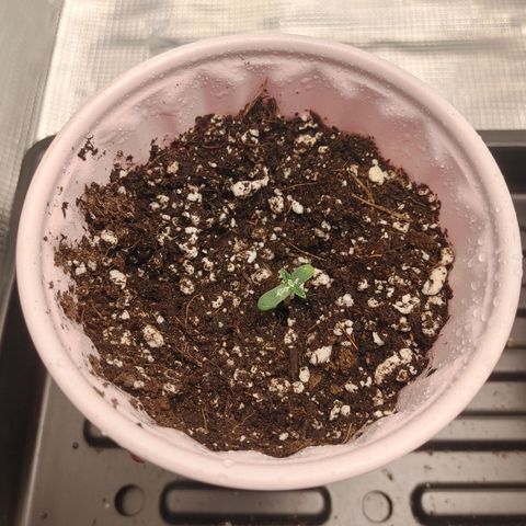 Sugar Cane - Fem. (Plant #1) growlog timeline photo