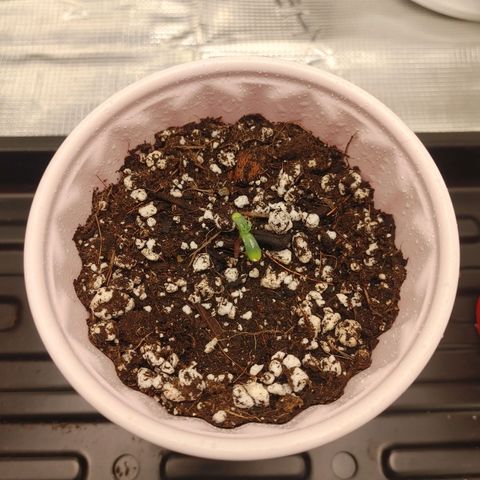Sugar Cane - Fem. (Plant #2) growlog timeline photo