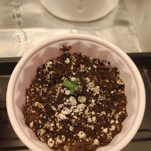 Sugar Cane - Fem. (Plant #3) growlog timeline photo