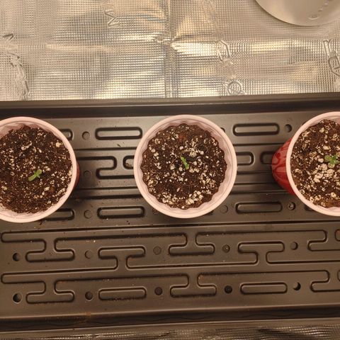 Sugar Cane - Fem. (Plant #2) growlog timeline photo