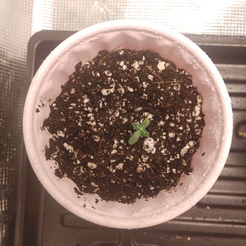 Sugar Cane - Fem. (Plant #1) growlog timeline photo