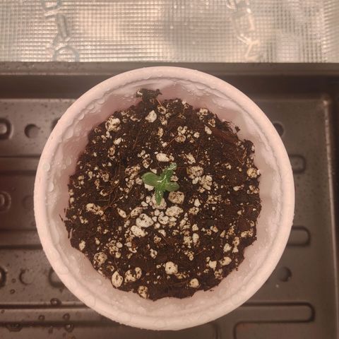 Sugar Cane - Fem. (Plant #3) growlog timeline photo