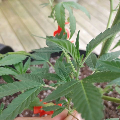 Colin OG RBX - Fem. (My First Outdoor Grow) growlog photo: It appears we have entered the pre-flowering stage!