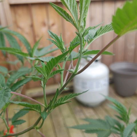 Colin OG RBX - Fem. (My First Outdoor Grow) growlog photo: It appears we have entered the pre-flowering stage!