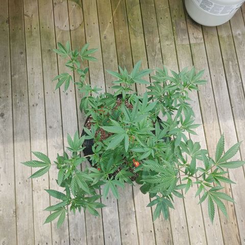 Colin OG RBX - Fem. (My First Outdoor Grow) growlog photo: It appears we have entered the pre-flowering stage!