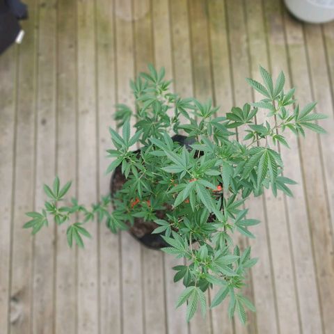 Colin OG RBX - Fem. (My First Outdoor Grow) growlog photo: It appears we have entered the pre-flowering stage!