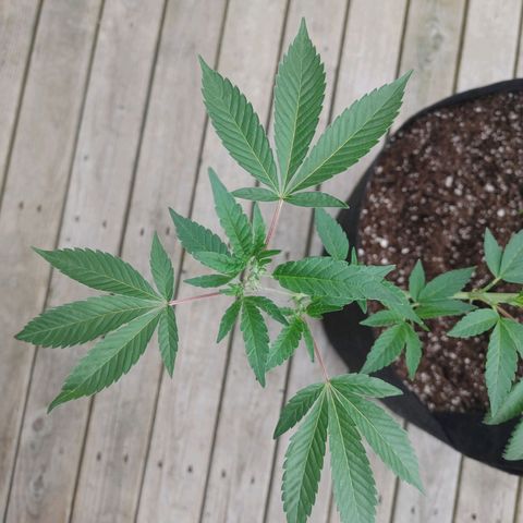 Colin OG RBX - Fem. (My First Outdoor Grow) growlog photo: It appears we have entered the pre-flowering stage!