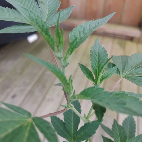 Colin OG RBX - Fem. (My First Outdoor Grow) growlog photo: It appears we have entered the pre-flowering stage!