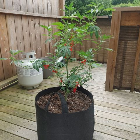 Colin OG RBX - Fem. (My First Outdoor Grow) growlog photo: It appears we have entered the pre-flowering stage!