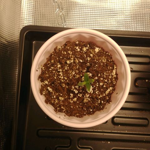 Sugar Cane - Fem. (Plant #1) growlog timeline photo