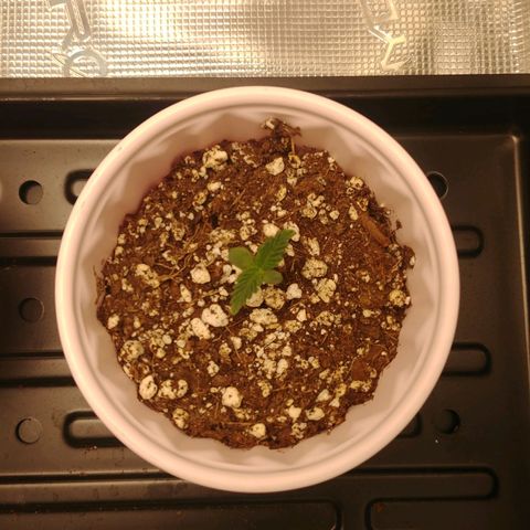 Sugar Cane - Fem. (Plant #3) growlog timeline photo