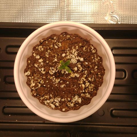 Sugar Cane - Fem. (Plant #2) growlog timeline photo