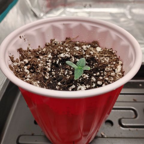 Sugar Cane - Fem. (Plant #1) growlog timeline photo