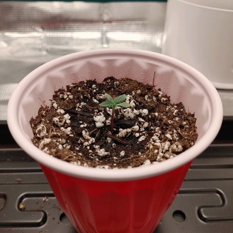 Sugar Cane - Fem. (Plant #2) growlog timeline photo