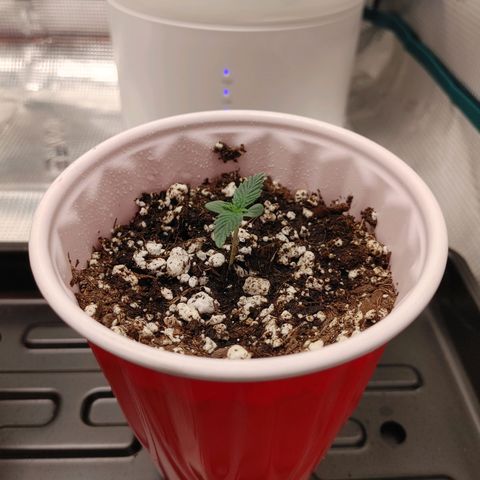 Sugar Cane - Fem. (Plant #3) growlog timeline photo