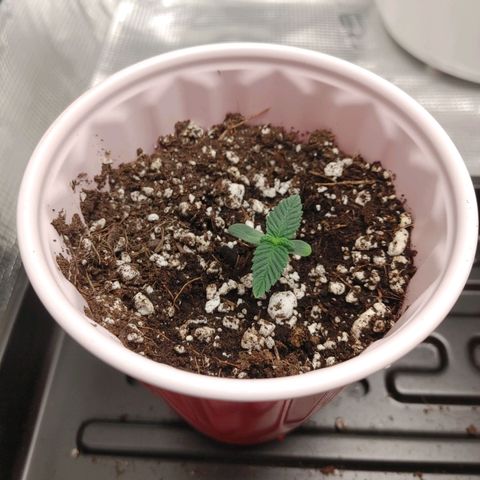 Sugar Cane - Fem. (Plant #1) growlog timeline photo
