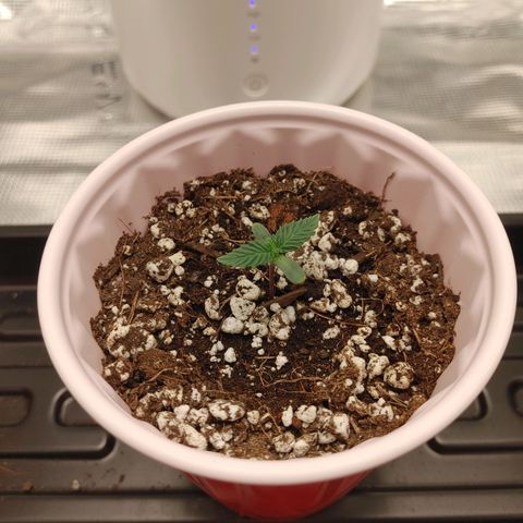 Sugar Cane - Fem. (Plant #2) growlog timeline photo